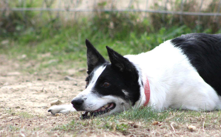 Border collie noir et blanc poil ras