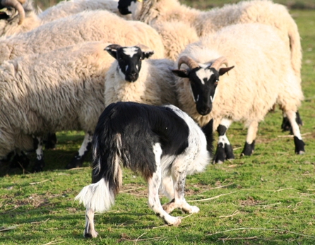 Dressage du Border collie