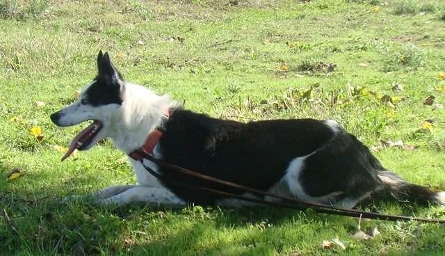 Donne Border collie