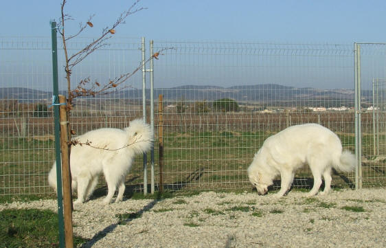 patou chien de protection