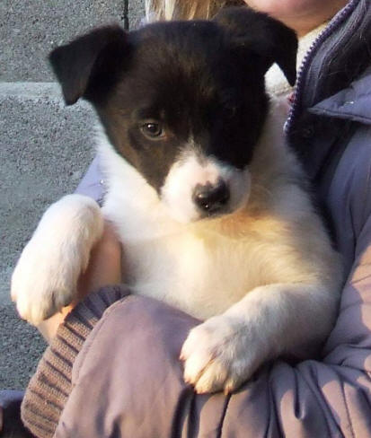 chiot border collie