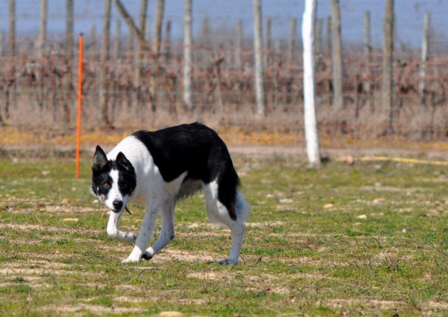 Killiebrae Border collie