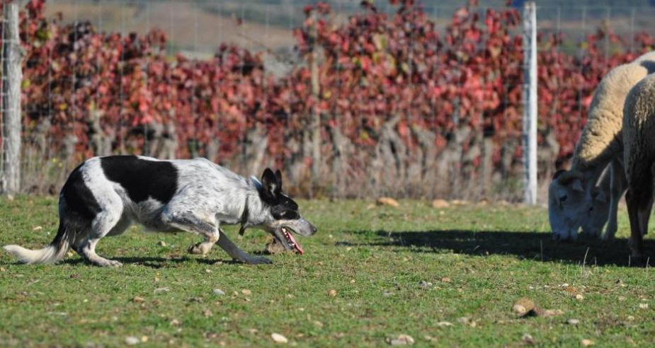 Border collie bleu merle