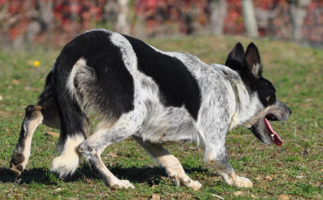 Border collie tricolore