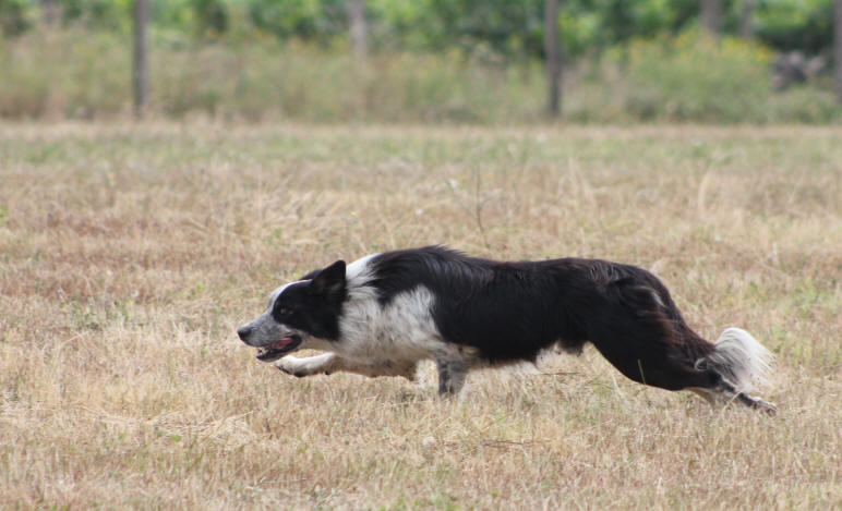 border collie donne