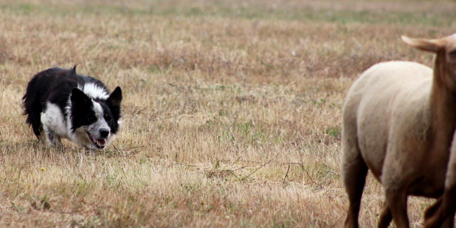 Border collie image