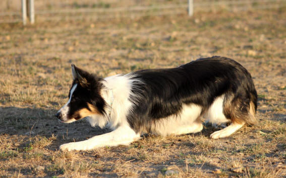 Border collie tricolore