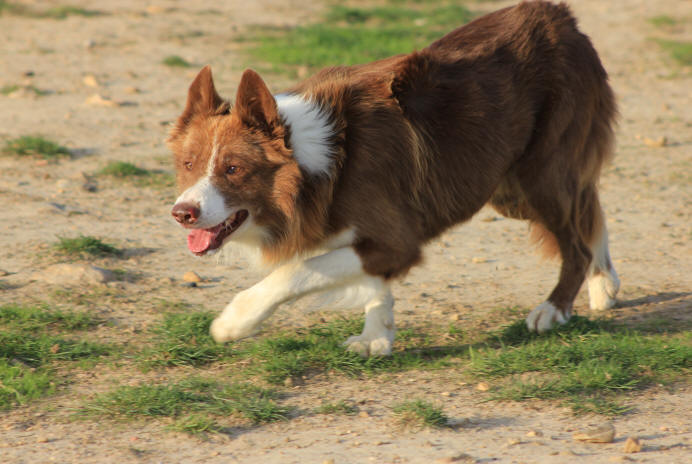 Border collie chocolat