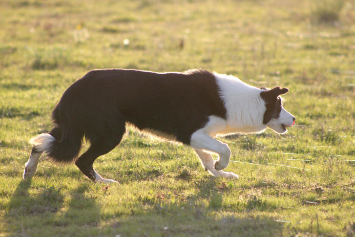 Lauraguel chiens de berger