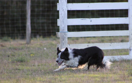 Border collie in action