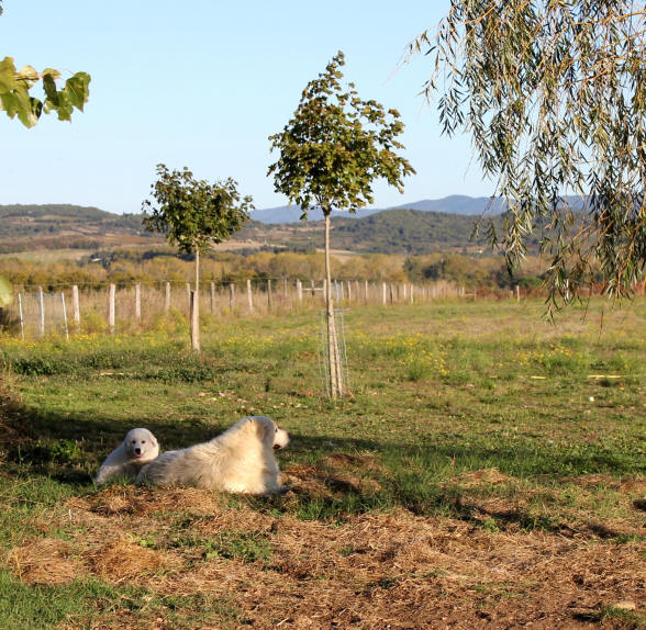 Montagne des Pyrnes dans l'Aude.