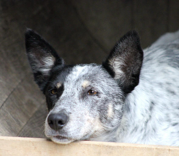 Border collie Bleu merle