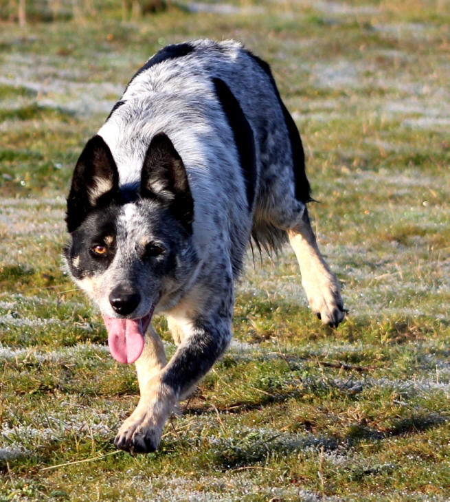 Border collie bleu merle a vendre