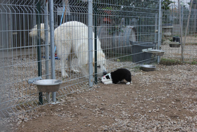 Chiens de protection en midi Pyrnes