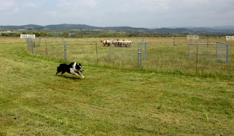 Border collie dans l'Ain