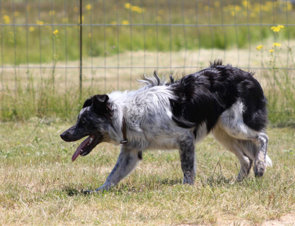 Image Border collie