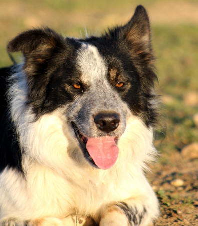 Image Border collie