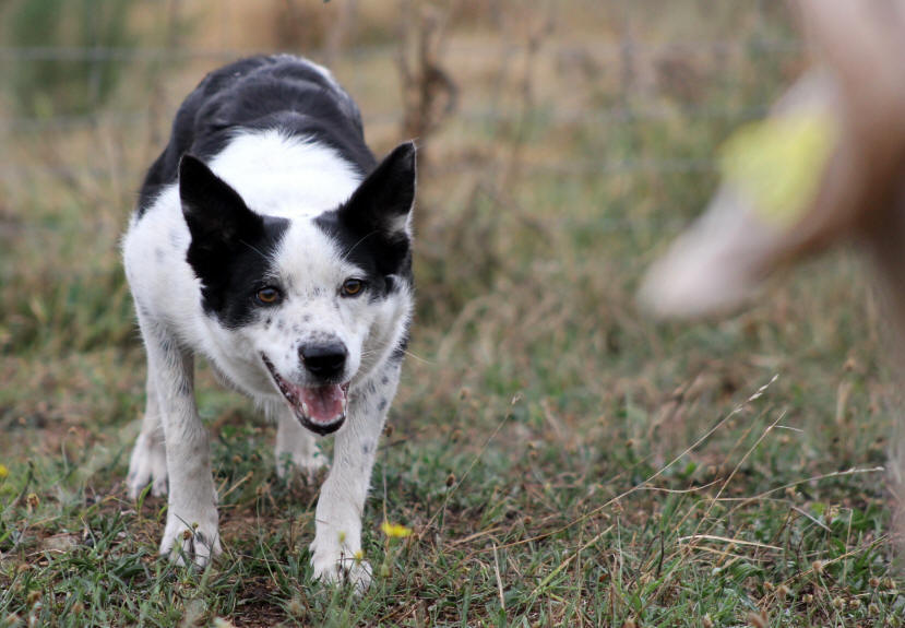 Entrainement de Border collie