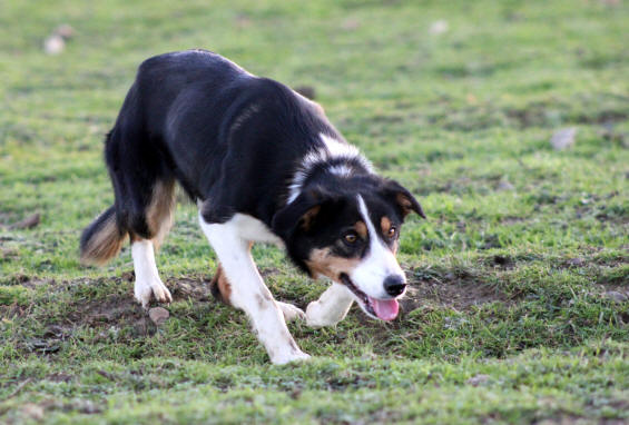 Border collie dressage