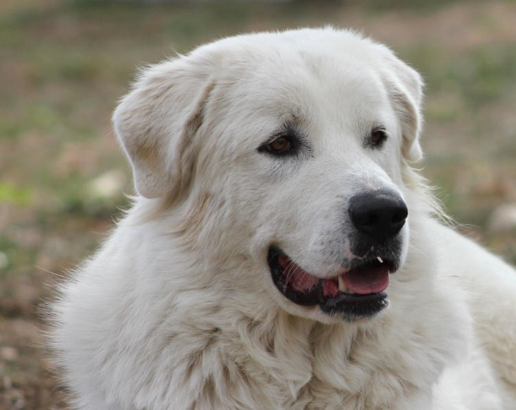 Chien de protection dans l'Aude