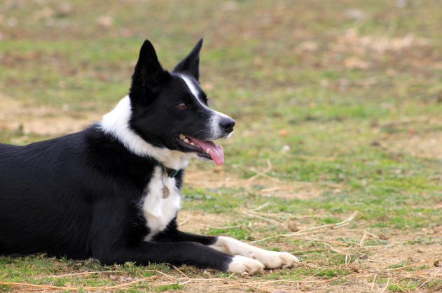 Border collie a vendre