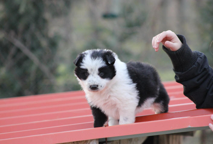 Chiot Border collie  vendre. 