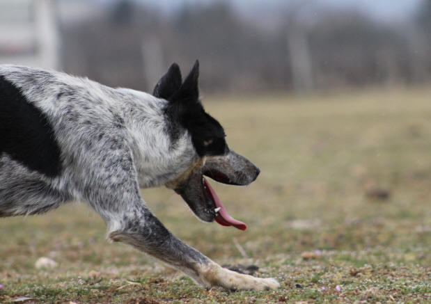 Dressage de Border collies.