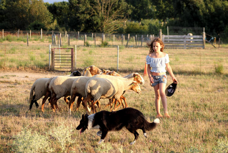 Dresseur de Border collie