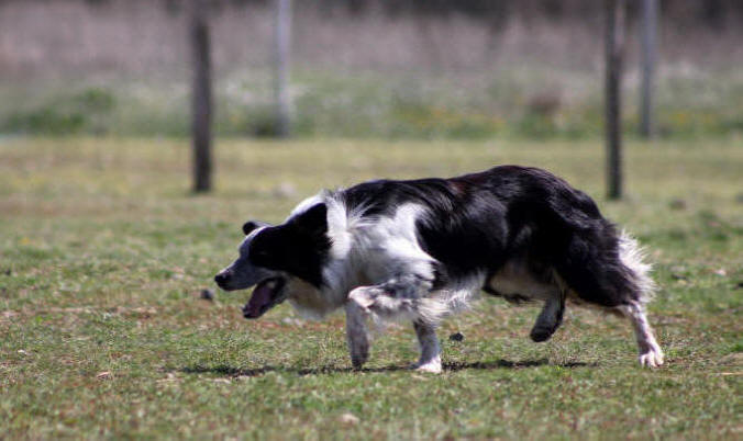 Border collie