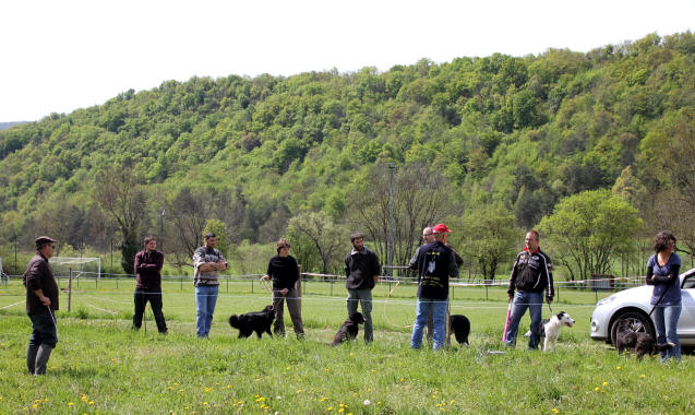 Border collie dans l'Aude.