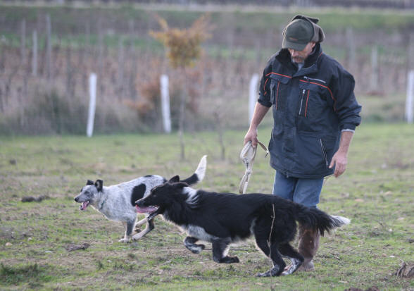 Eleveur de Border collies