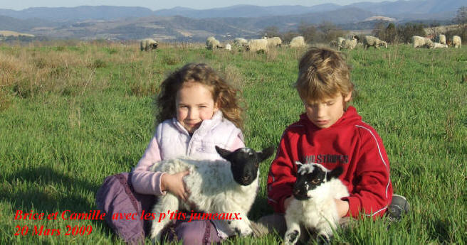 border collie levage, dressage dans l'aude chez Raoul Kergomard, des terres de border