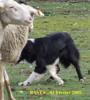 Border collie dans l'ain