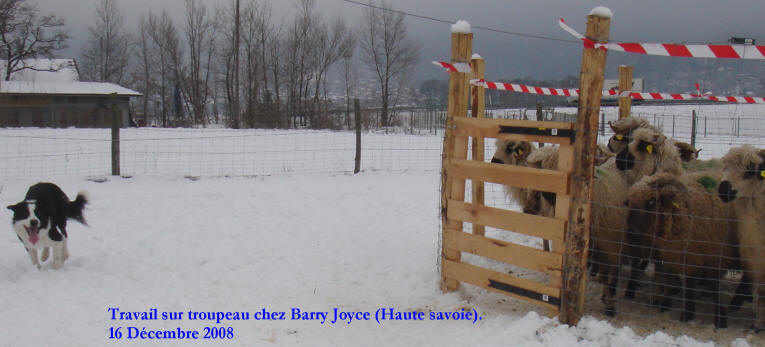 Border collie haute savoie