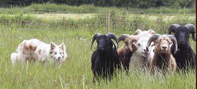 stages et formations de dressage de border collie hollande