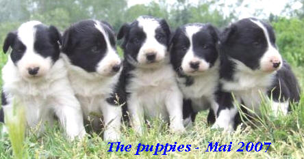 Photo chiots border collies