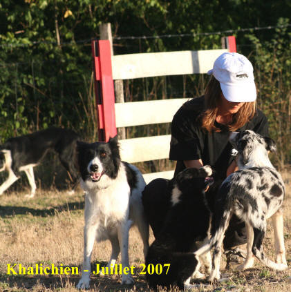 Dressage du Border collie