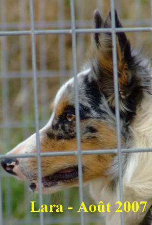 concours border collie