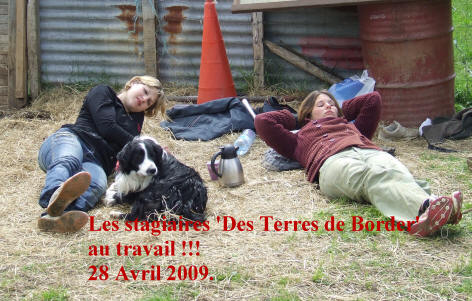  chiot border collie rouge, bleu merle, noir et blanc, tricolore de chez Kergomard;