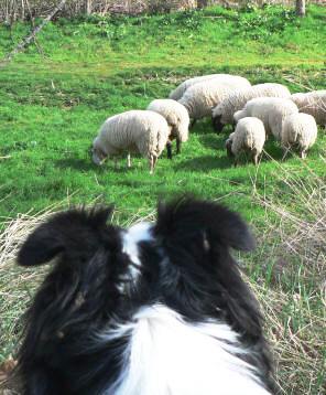 dressage, levage de chiens border collie dans le sud de la france