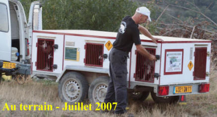 Dressage de Border collies