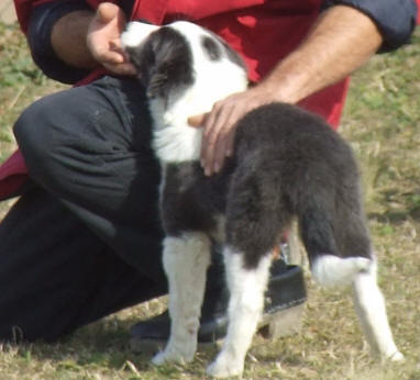 levage, dressage de border collie, centre canin de formation kergomard