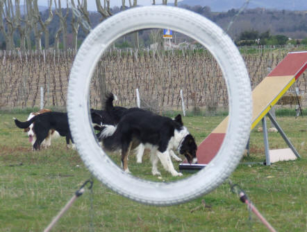 parcours d'agility