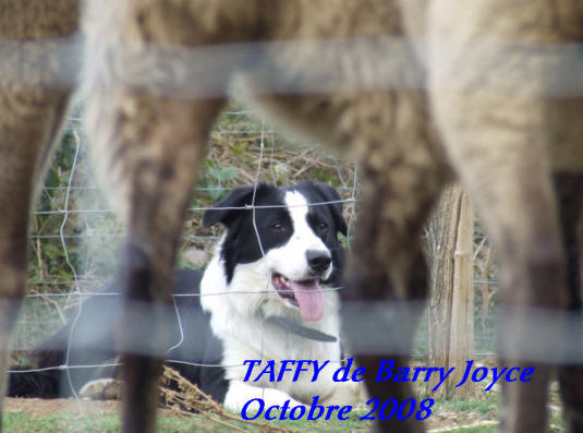 Doc Martin Border collie