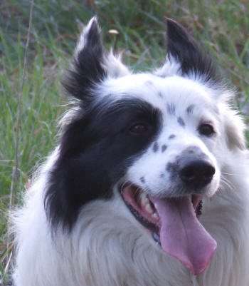 Dresser mon Border collie