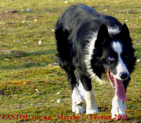 Photo border collie