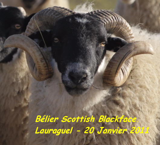 Image Scottish black face