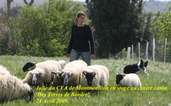 Petites annonces chiots border collie