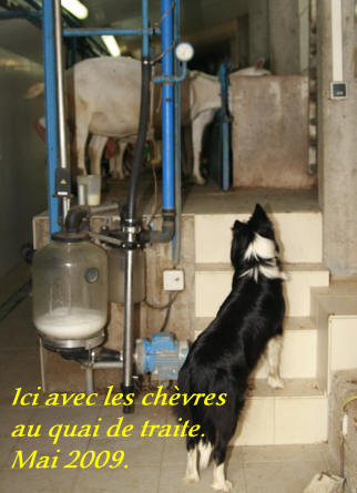 border collie au travail