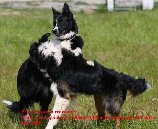 border collie kergomard